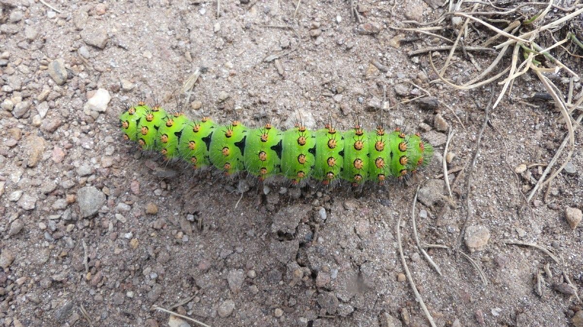 chenille verte poilue
